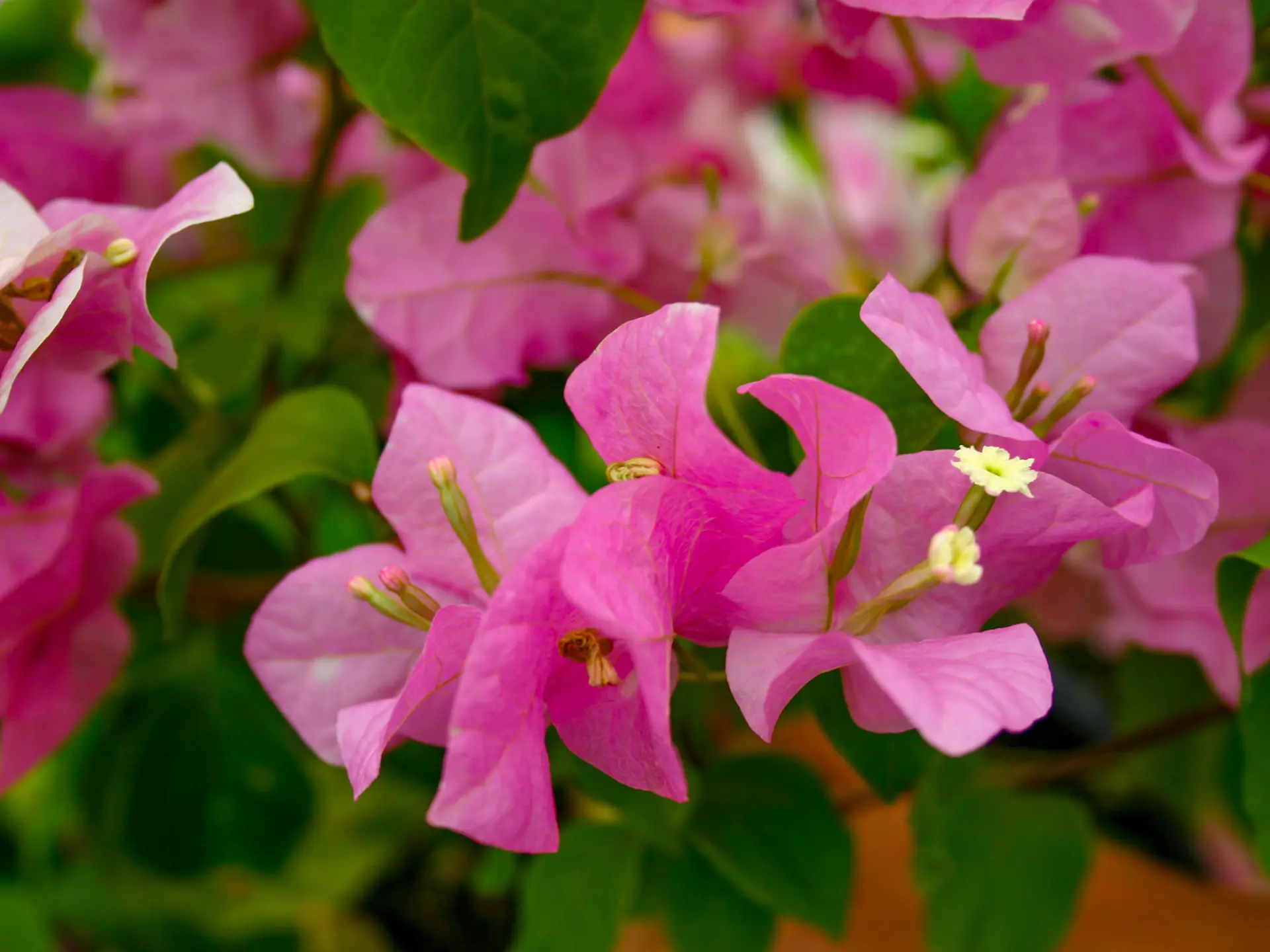 Bougainvillier Fleur Martinique