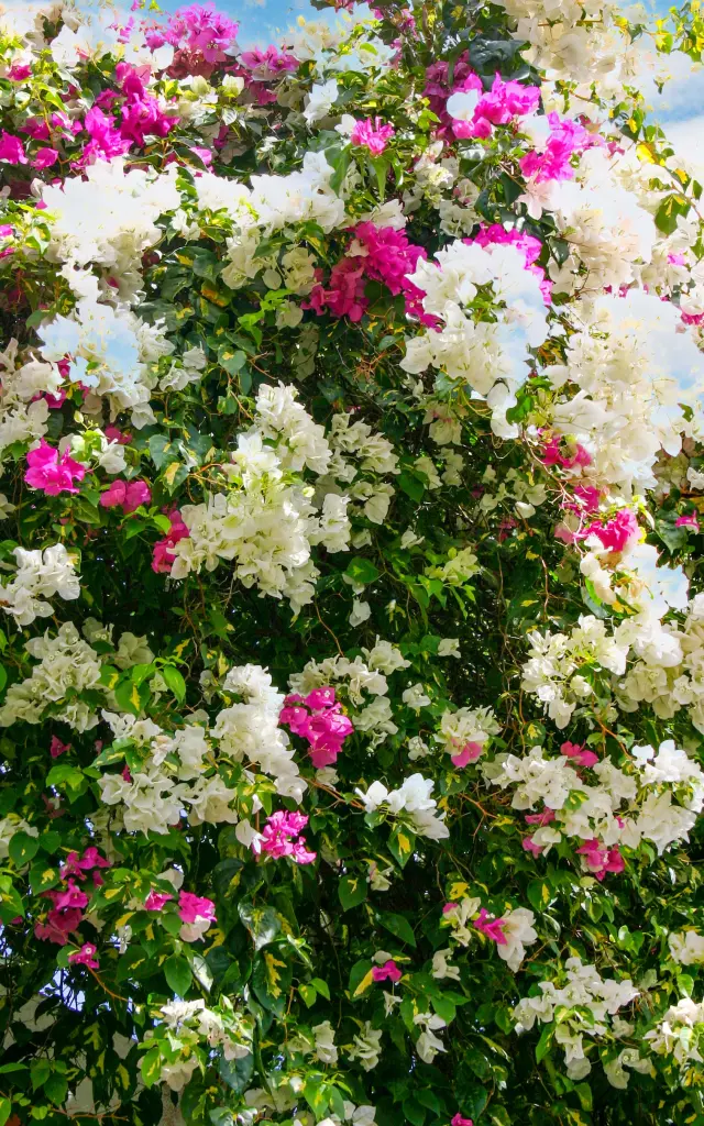 Bougainvillier Fleur Martinique