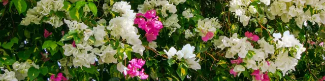 Bougainvillier Fleur Martinique