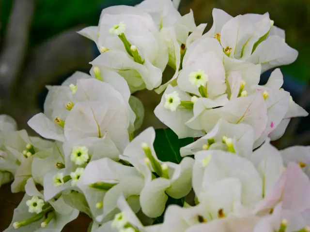 Bougainvillier blanc Fleur Martinique