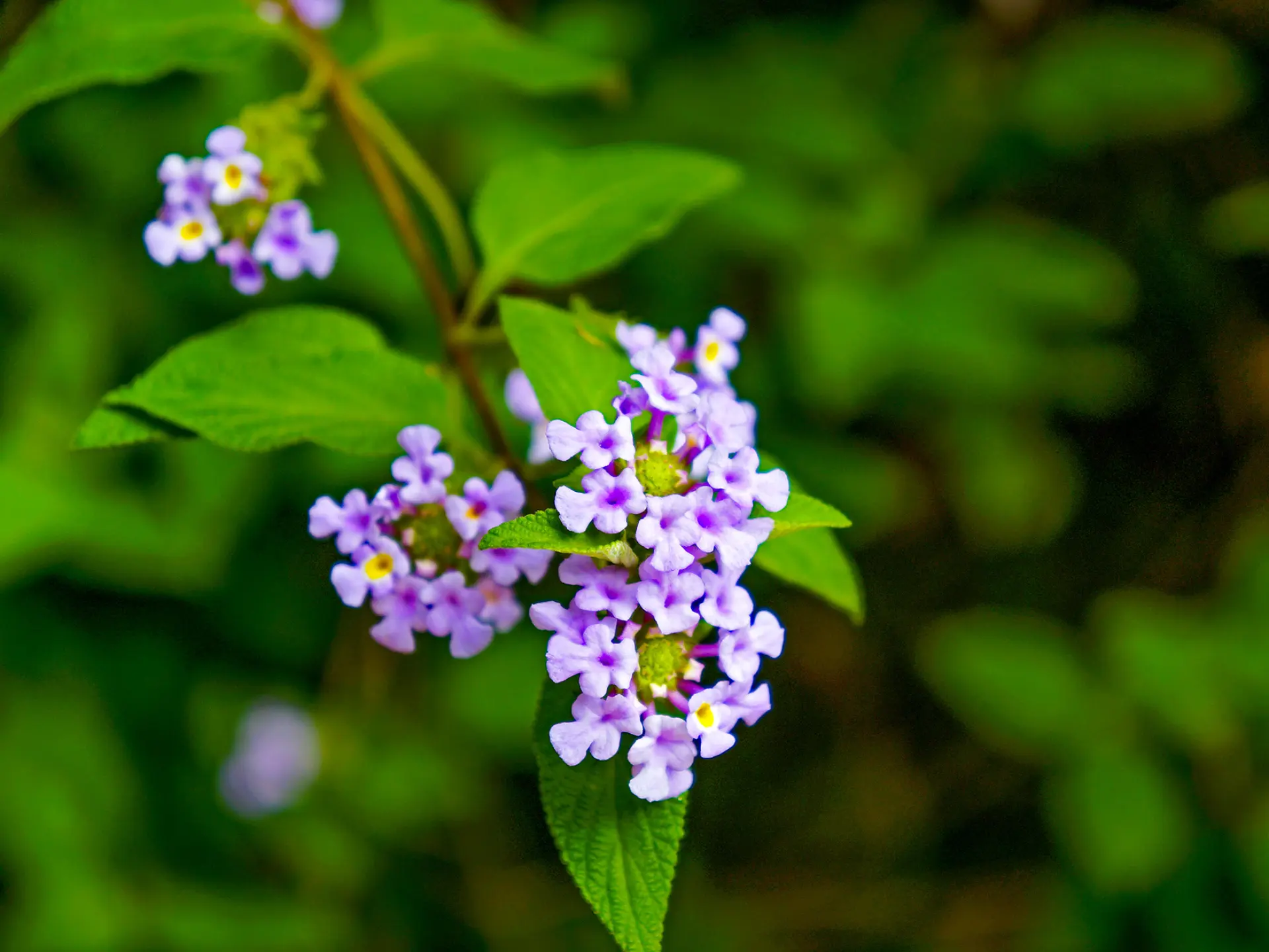 Brisée Fleur Martinique
