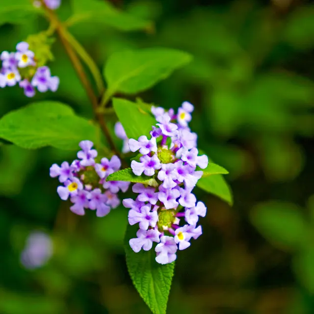 Brisée Fleur Martinique