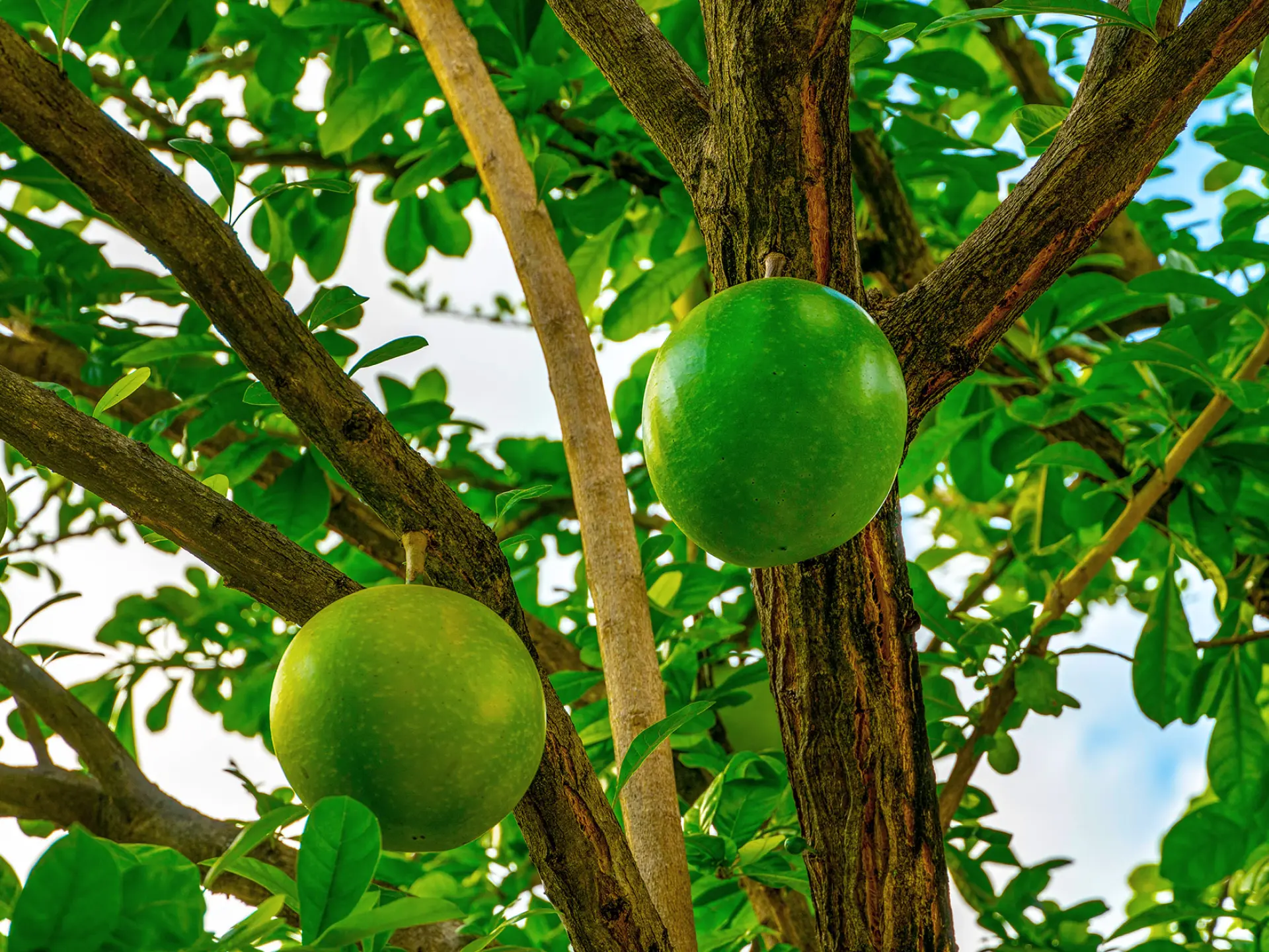 Calebasse Fruit Martinique