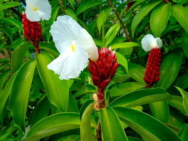 Canne d'eau Fleur Martinique
