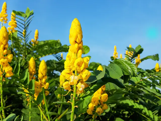 Cassiaalata Fleur Martinique