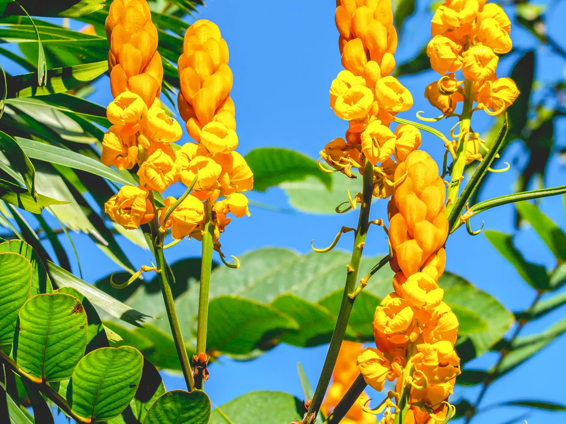 Cassiaalata2 Fleur Martinique