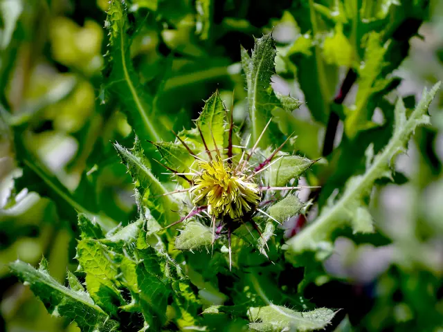 Chardon béni Fleur Martinique