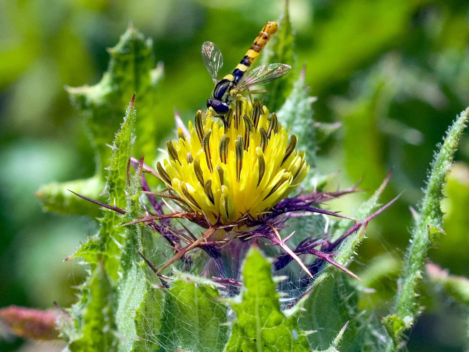 Chardon béni Fleur Martinique