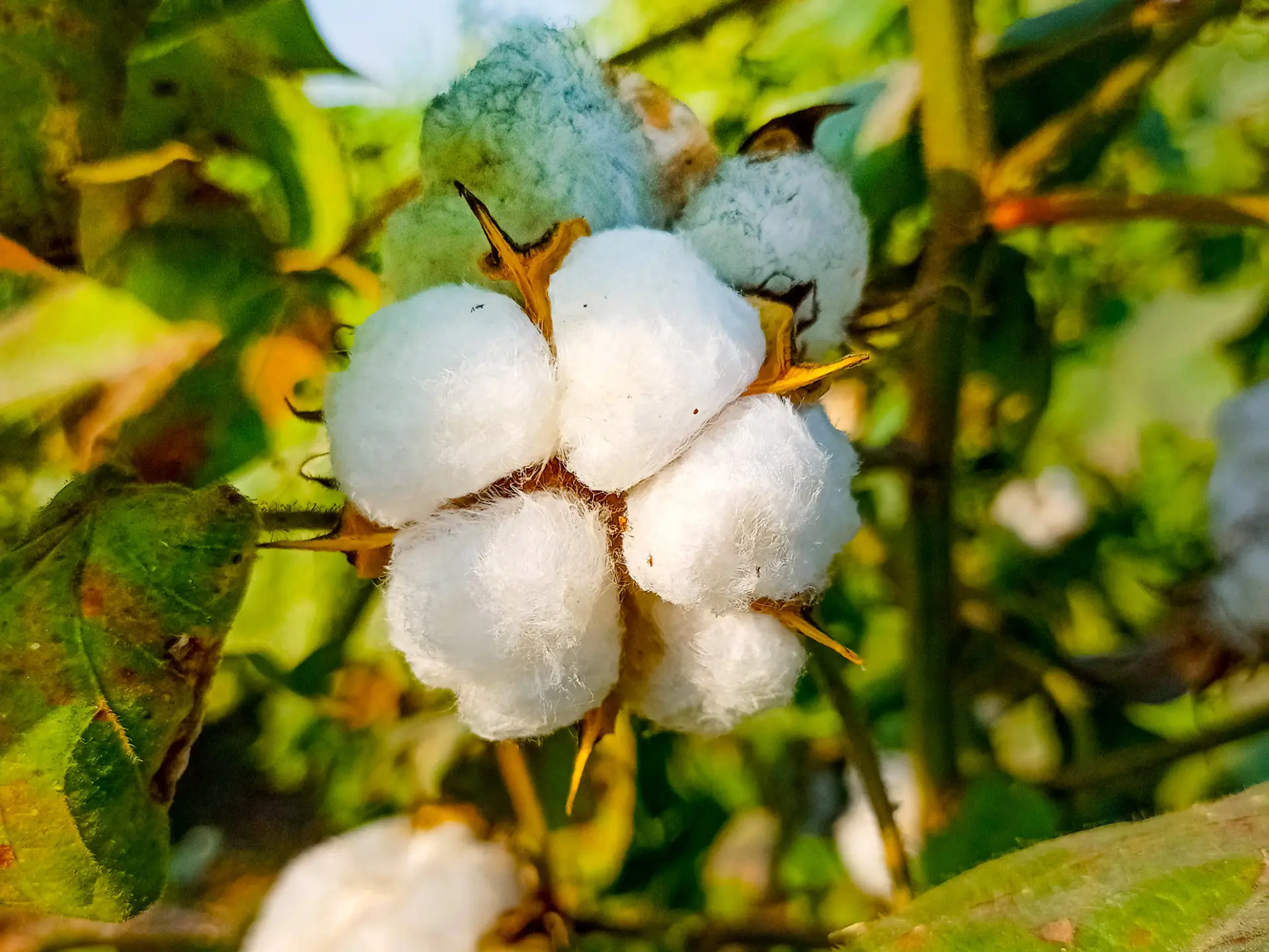 Coton Fleur Martinique
