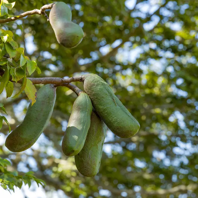 Courbaril Arbre Graine Martinique