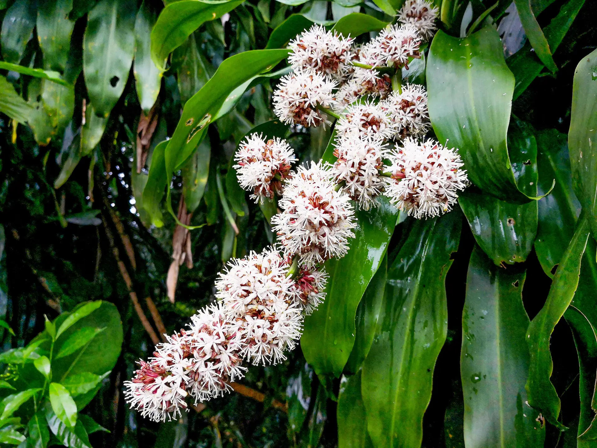 Dracaena Fleur Martinique