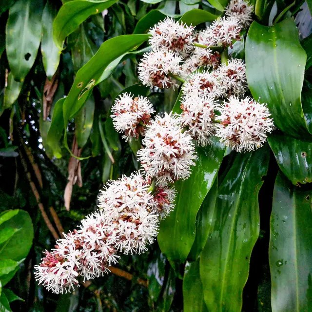 Dracaena Fleur Martinique