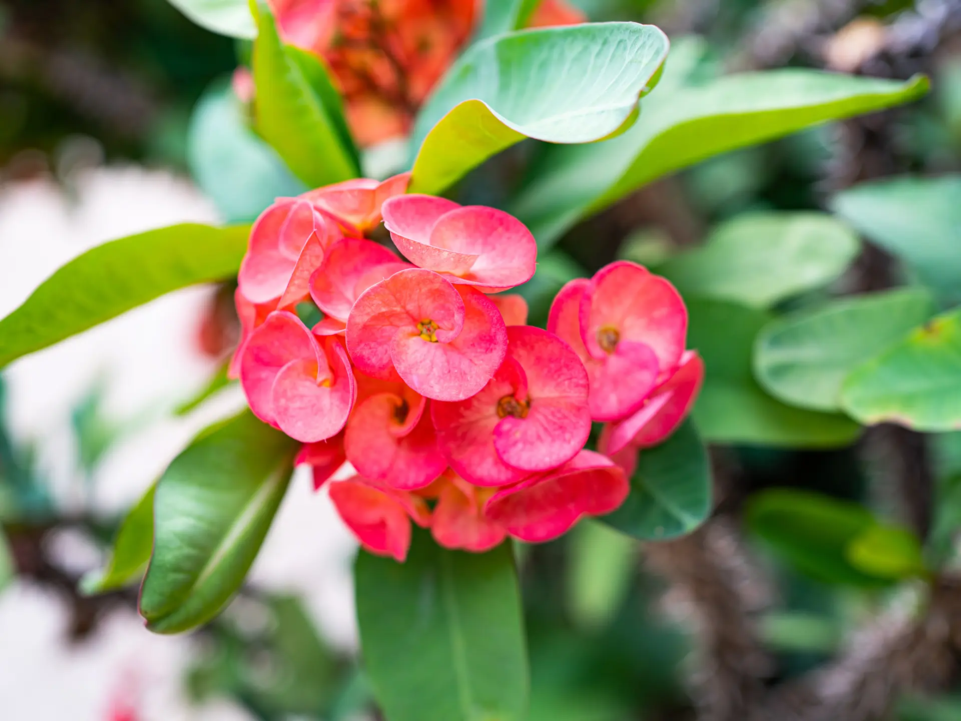 Epine du christ Fleur Martinique