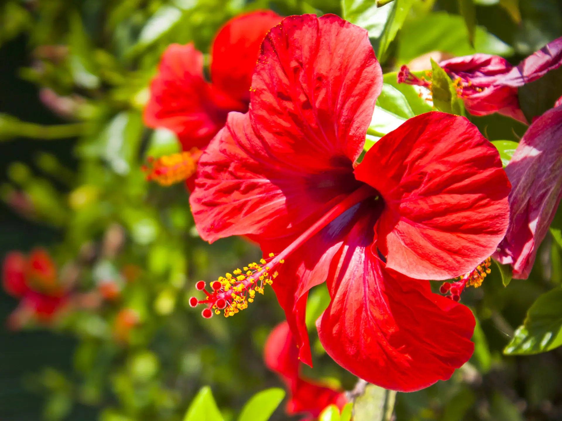 Hibiscus Fleur Martinique
