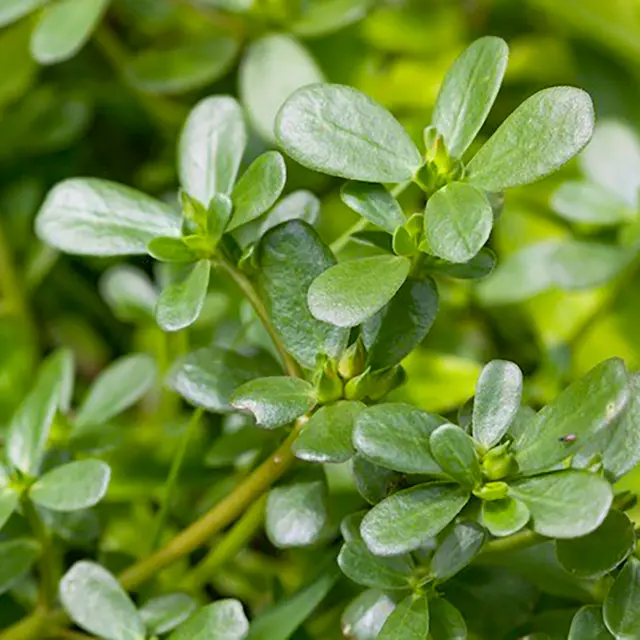 Pourpier Plante Martinique