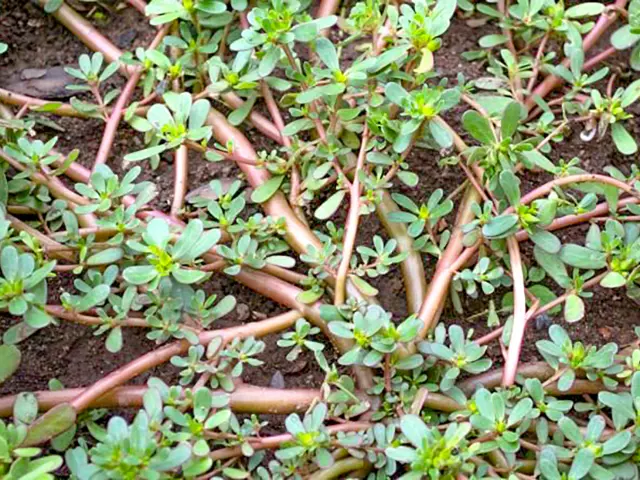 Pourpier Plante Martinique