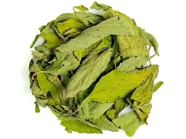 Feuille de Brisée Martinique