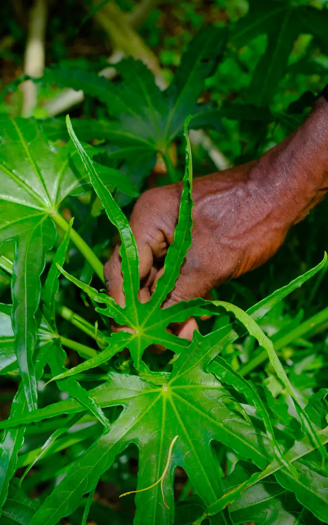 Jardin créole Lakoua Gros-Morne Martinique