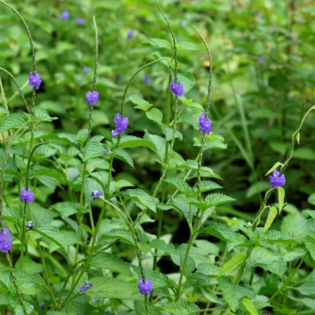 Verveine Fleur Martinique