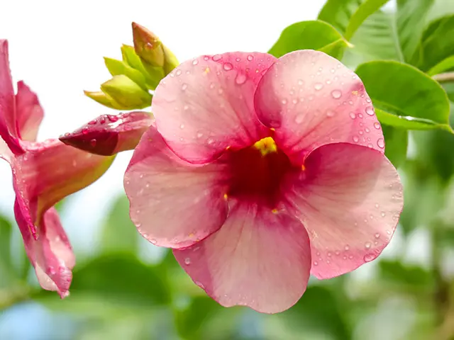 Allamanda Fleur Martinique