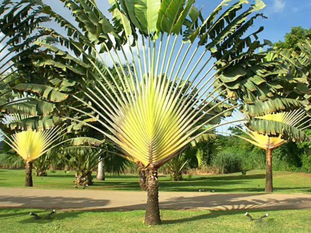 Arbre du voyageur Martinique