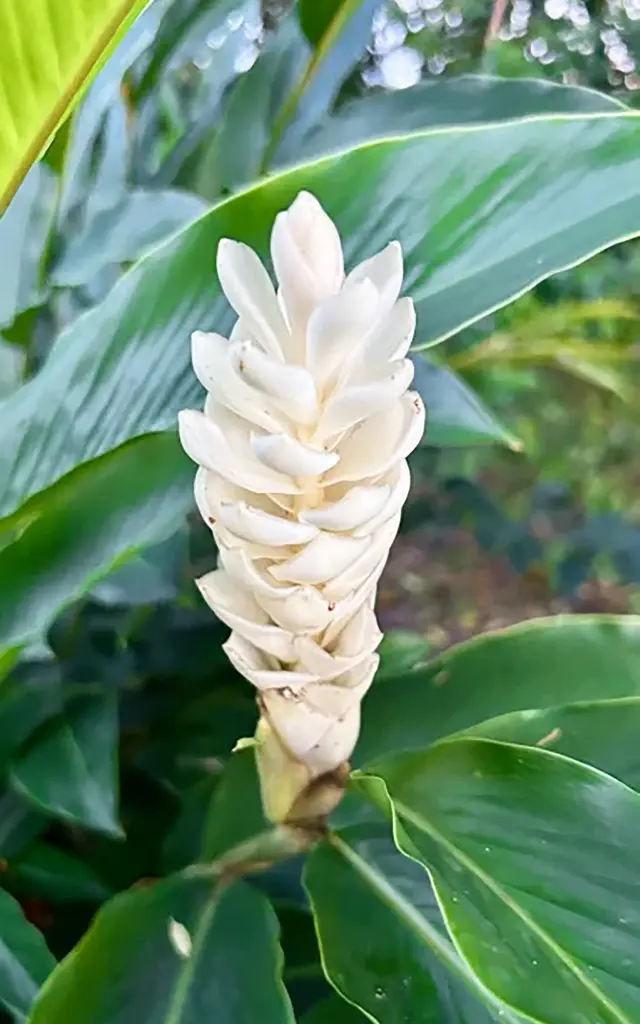 Alpinia Fleur Martinique
