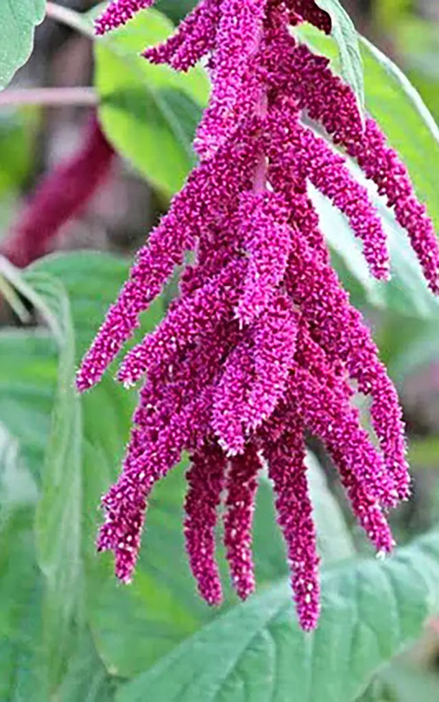 Amarante Fleur Martinique