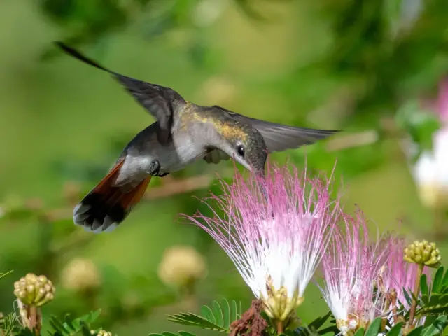 Arbre à houpette Fleur Colibri Martinique
