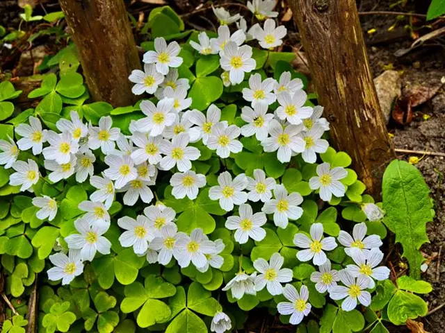 Oseille bois Fleur Martinique