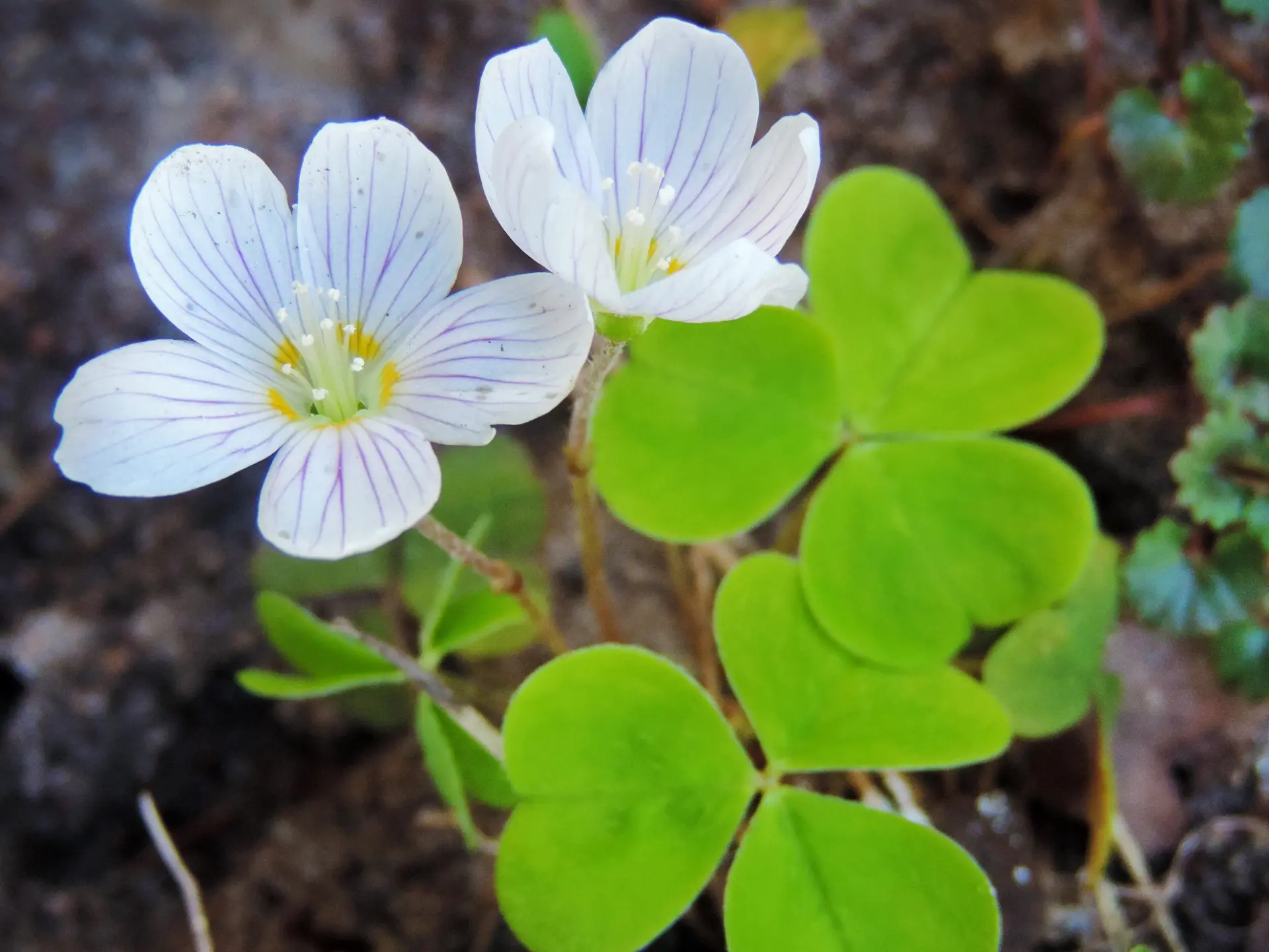 Oseille bois Fleur Martinique