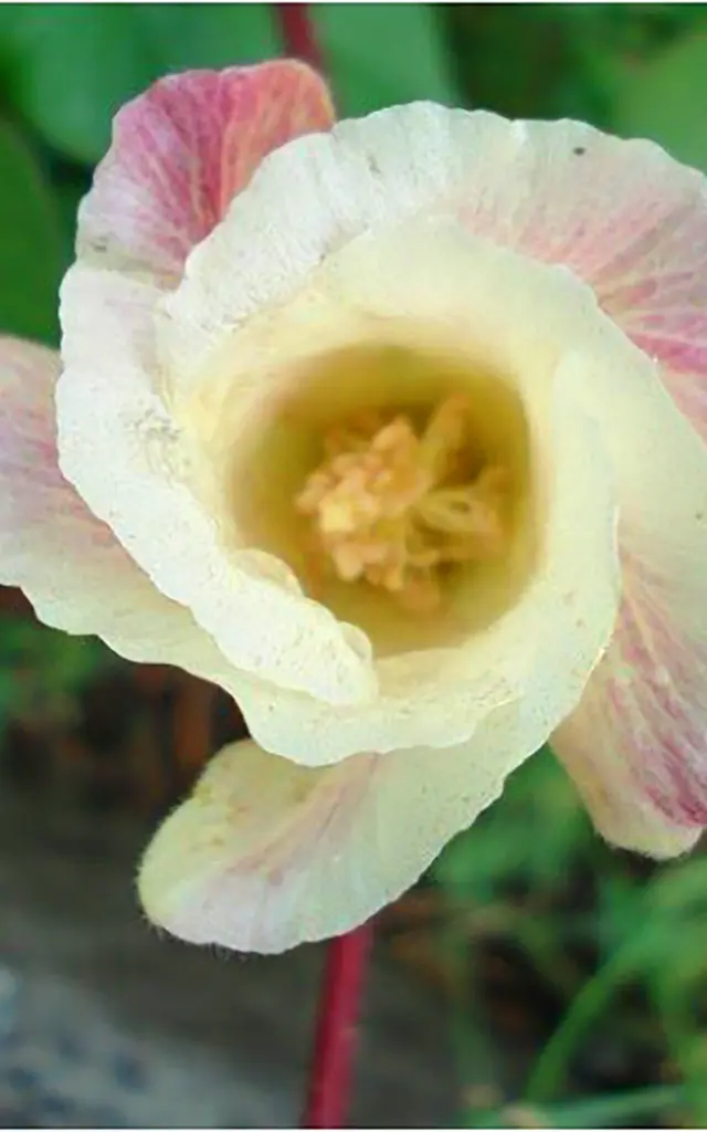 Coton Fleur Martinique