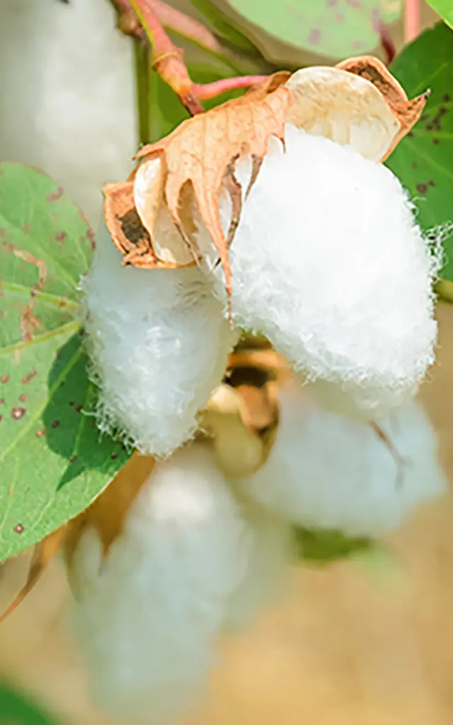 Coton Fleur Martinique