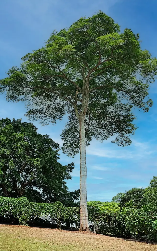 Courbaril Arbre Graine Martinique