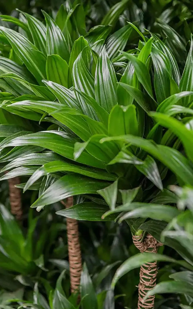 Dracaena Fleur Martinique