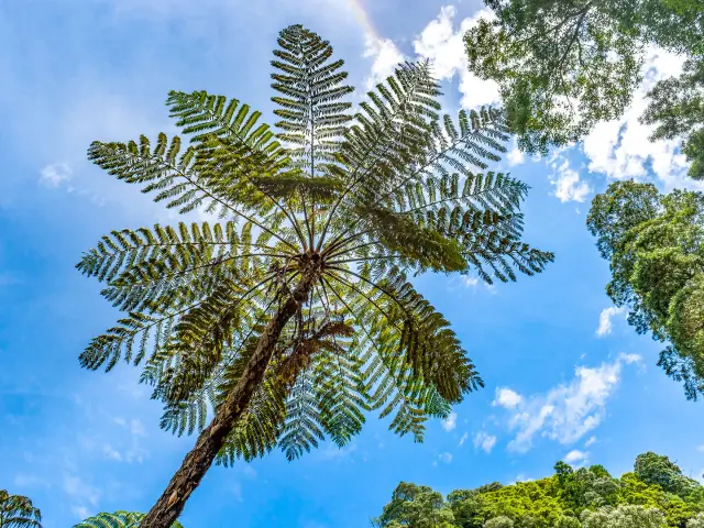 Fougère arborescente Martinique