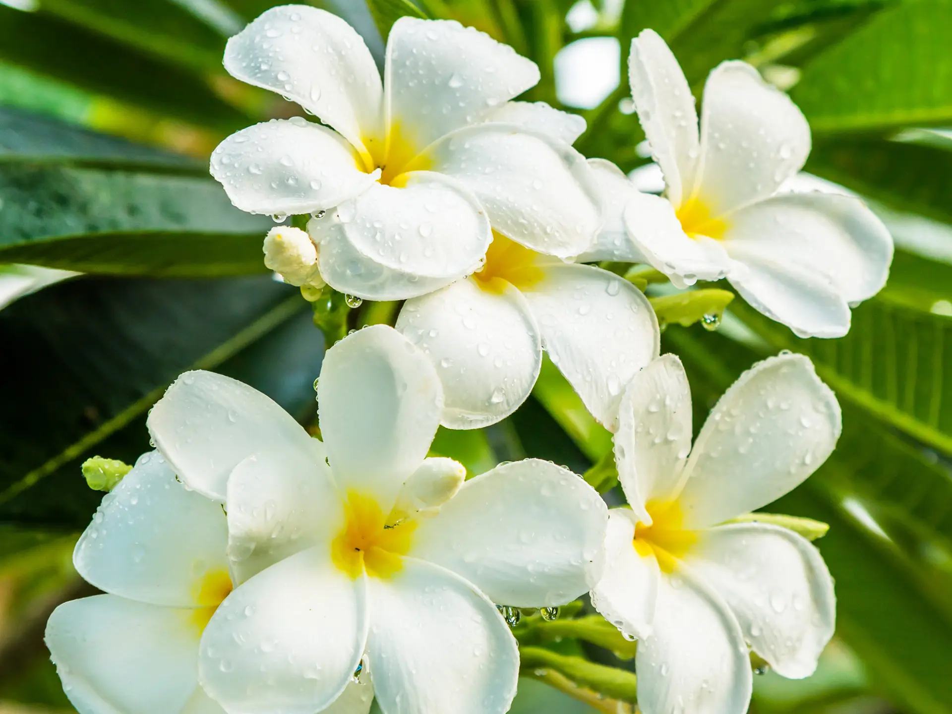 Frangipanier Fleur Martinique