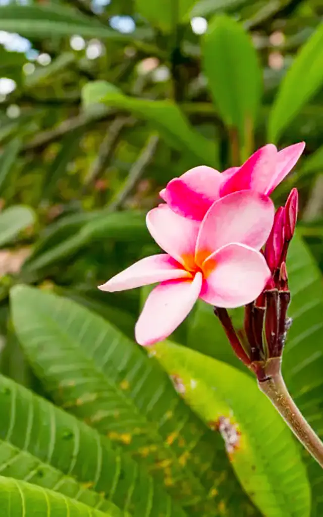 Frangipanier Fleur Martinique