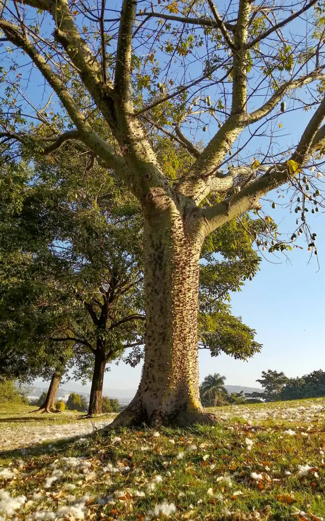 Fromager Arbre Martinique