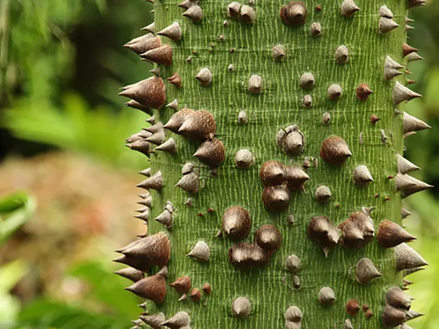 Fromager Arbre Martinique