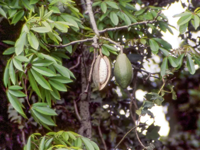 Fromager Arbre Martinique