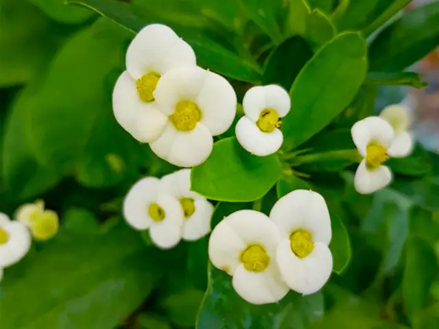 Épine du christ Fleur Martinique