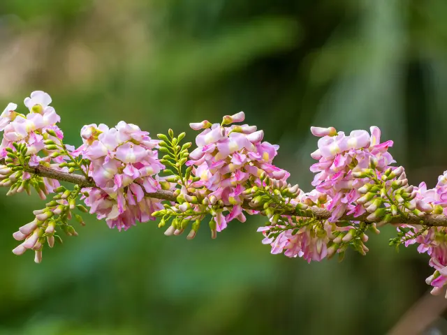 Gliricidia Fleur Martinique