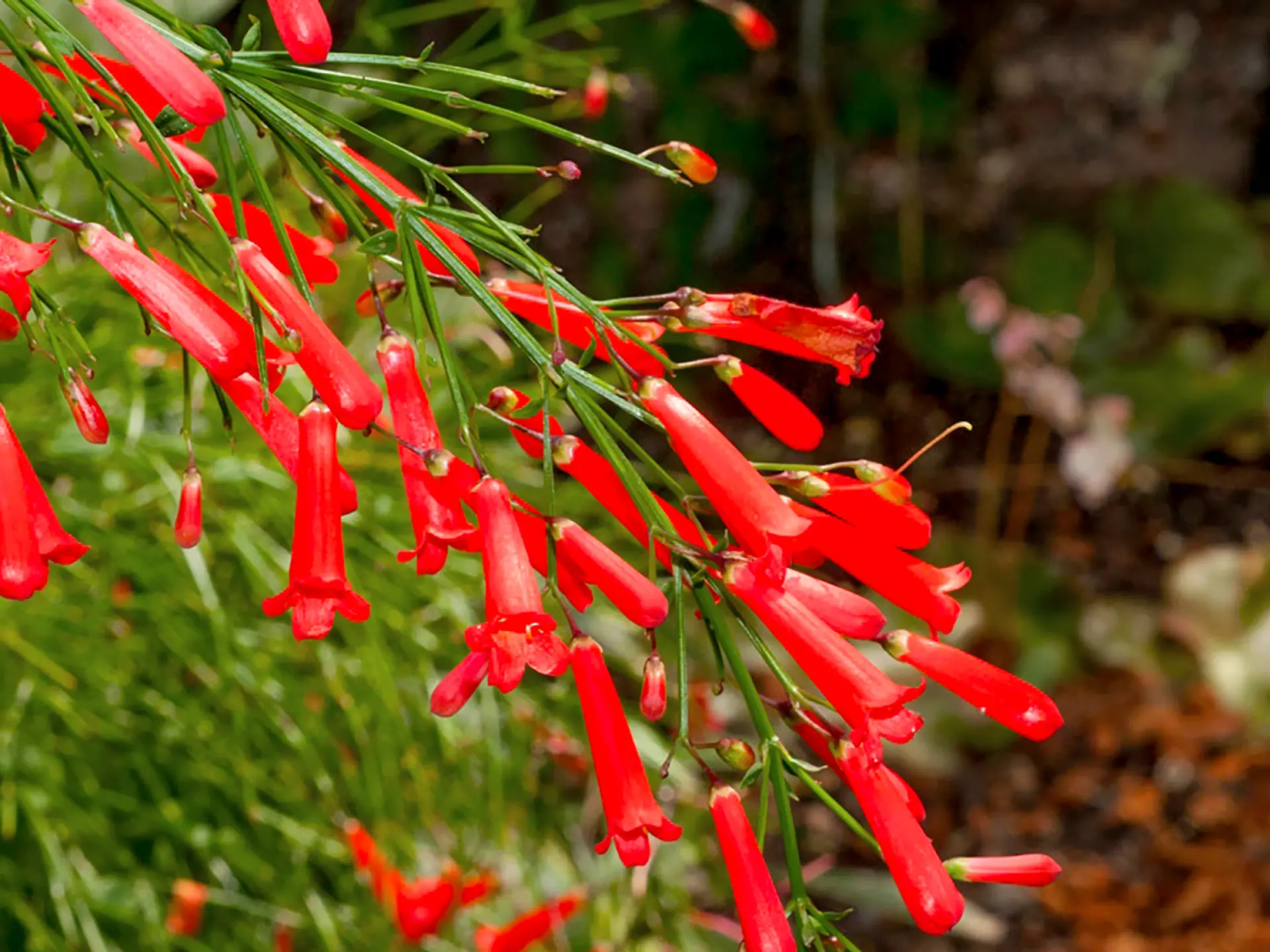 Goutte de sang Fleur Martinique