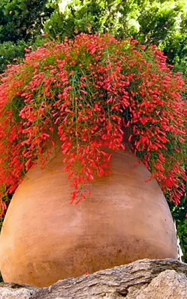 Goutte de sang Fleur Martinique