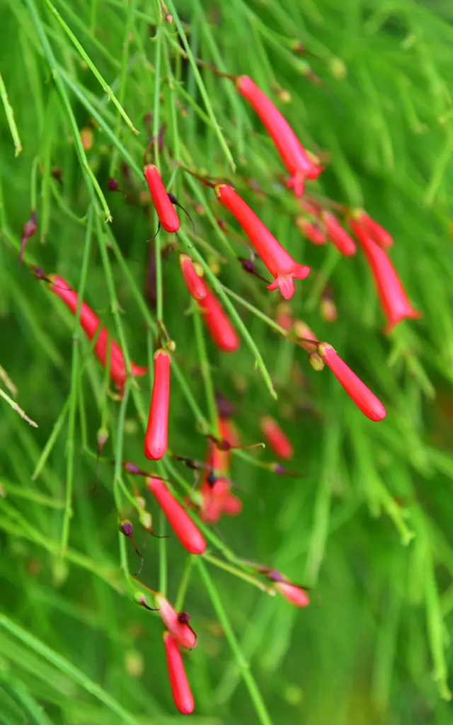 Goutte de sang Fleur Martinique