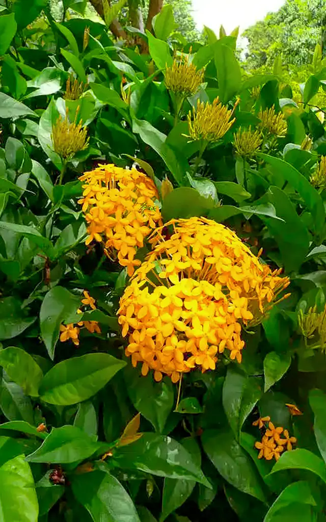 Ixora Fleur Martinique