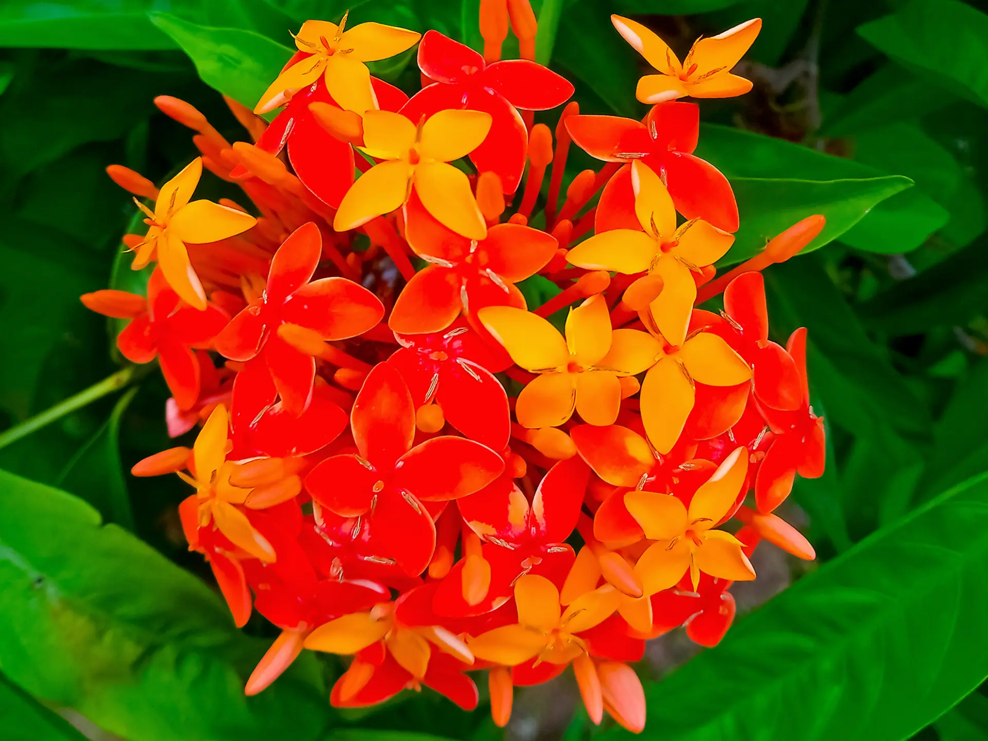 Ixora Fleur Martinique
