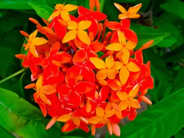 Ixora Fleur Martinique