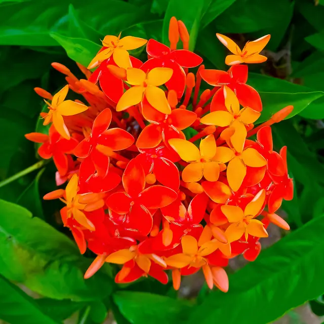 Ixora Fleur Martinique