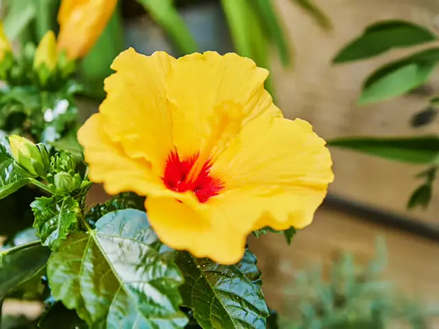 Hibiscus Fleur Martinique